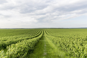 Agricultural Lands